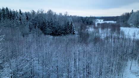 Kleine-Und-Große-Kiefern-Bedeckt-Mit-Weißem-Schnee-Im-Winterwunderland-Von-Polen