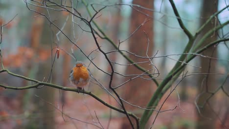 Robin-standing-on-a-branch-with-an-orange-autumnal-background
