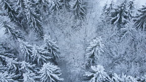 Grüne-Kiefern-Bedeckt-Mit-Frischem-Weißem-Schnee-In-Einem-Wald-In-Der-Nähe-Von-Dęby