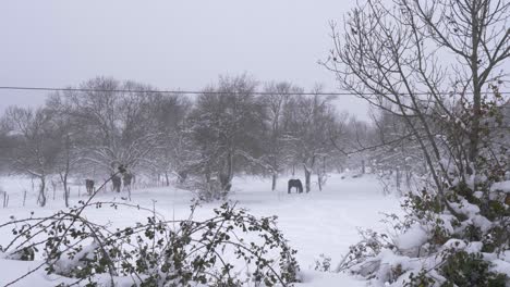 Einsames-Pferd-Im-Schnee