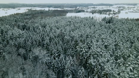 Aerial-view-of-tall-pine-trees-covered-by-snow-in-winter-season-at-Pieszkowo