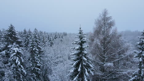 Nadelbaumwipfel-Bedeckt-Mit-Schnee-Im-Winter-Vor-Grauem-Himmel-Im-Hintergrund-In-Der-Nähe-Des-Dorfes-Deby,-Polen