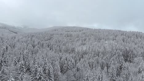 Aerial-view-overlooking-a-snow-covered-trees-and-snowy-forest-in-mountains,-on-a-cloudy,-winter-day---drone-shot,-rising