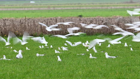Diversity-of-Sea-Gulls,-foraging-and-flying-up-in-a-meadow,-Texel,-the-Netherlands
