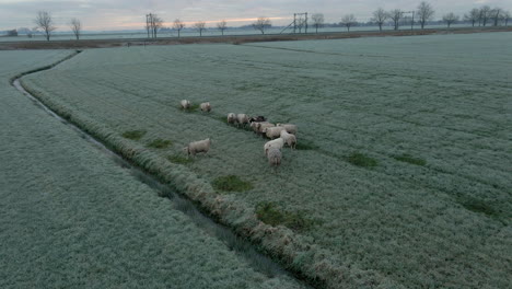 Flock-of-sheep-standing-in-a-frost-covered-meadow-early-in-the-morning
