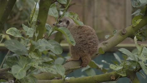 Cute-meerkat-sitting-on-a-tree-branch-and-looking-around