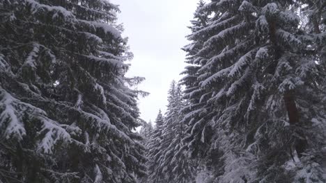 Pov-Autofahrt-Auf-Verschneiter-Straße-Zwischen-Schneebedeckten-Bäumen-In-Frostigem-Wald-An-Einem-Kalten-Wintertag---Fpv,-Fahrersicht