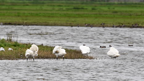 Whooper-Swan-standing-in-shallow-water,-preening-their-feathers,-Texel,-the-Netherlands