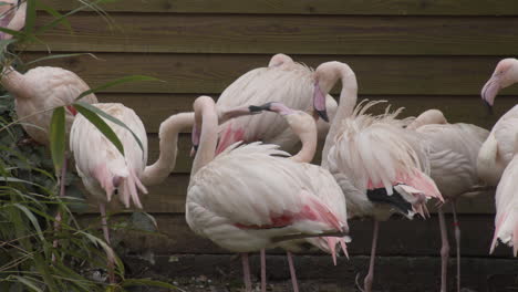 Zwei-Rosa-Flamingos-Haben-Einen-Kleinen-Kampf