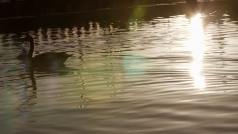 Große-Ente-Schwimmt-Zu-Kleinerer-Ente-Im-Teich,-Sonnenuntergangssonne,-Die-Vom-Wasser-Reflektiert-Wird,-Los-Angeles