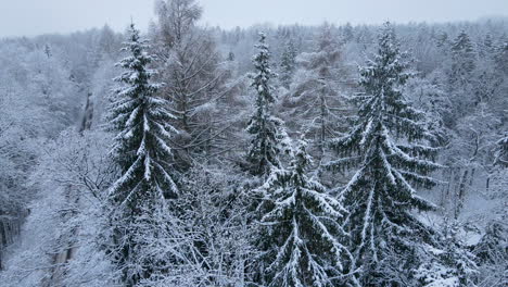 Panorama-Of-Frosty-Spruce-Trees-With-Empty-Road-During-Winter-In-Deby,-Poland