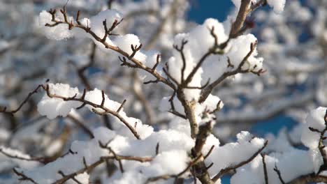 Nahaufnahme-Von-Einem-Schneebedeckten-Zweig-An-Einem-Wintertag