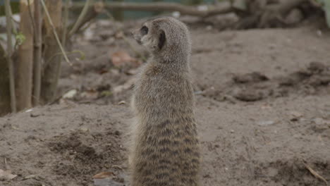 Portrait-of-cute-meerkat-standing-upright-and-looking-around