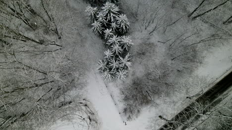 Top-View-Of-Bare-Tree-Branches-In-Snowy-Winter-Landscape-In-Pieszkowo,-Poland