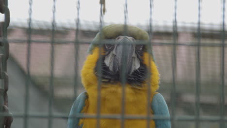 close-up-of-blue-and-yellow-macaw-behind-fence-in-bird-cage
