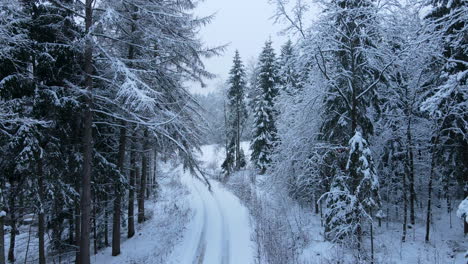Camino-Y-árboles-Cubiertos-De-Nieve-Espesa-Durante-La-Temporada-De-Invierno-En-Deby,-Polonia