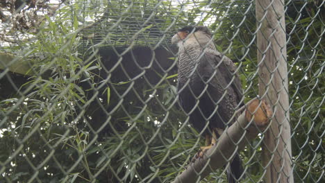 Portrait-of-southern-crested-caracara-sitting-in-a-large-bird-cage