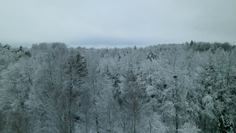Aerial-side-view-of-majestic-forest-covered-with-snow-in-wintertime