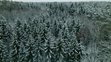 Coniferous-Foliage-Covered-With-Fresh-Snow-During-Winter-In-Pieszkowo,-Poland