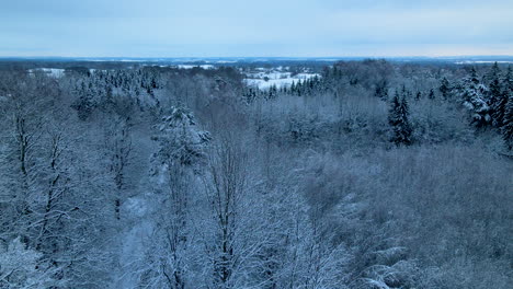 Landschaft-Aus-Kahlen-Bäumen,-Die-Während-Der-Wintersaison-In-Pieszkowo-Polen-Mit-Schnee-Bedeckt-Sind---Luftabstieg