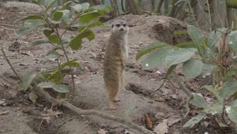 Cute-meerkat-standing-on-hind-legs-and-looking-around---wide