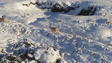 Schafe-Gehen-Und-Hinterlassen-Spuren-In-Der-Schneebedeckten-Britischen-Winterlandschaft-Luftkamerafahrt