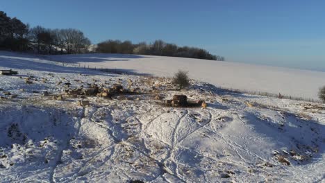 Sheep-grazing-snow-covered-countryside-farmland-meadow-rural-hill-deep-snowfall-aerial