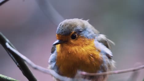 Close-Up-Of-A-European-Robin-Sitting-On-A-Tree-Branch