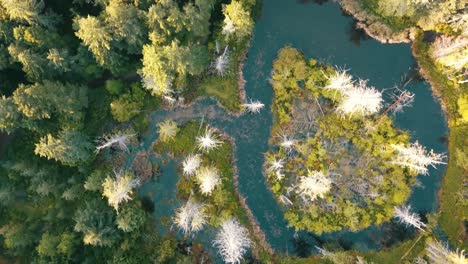 Drone-flyover-of-a-western-Canadian-rain-forest-in-British-Columbia's-wild-west-coast-looking-down-at-the-tree-tops-and-a-Beaver-pond