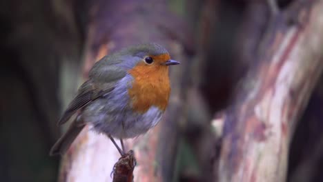 Cute-Puffed-Up-Robin-Standing-Perched-On-Branch-Before-Flying-Away