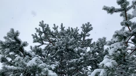 Pine-Tree-Covered-In-Snow-During-Heavy-Snowfall-In-Winter-Season