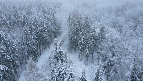 Dense-Snow-Covered-Coniferous-Forest-Near-Deby-Village,-Poland