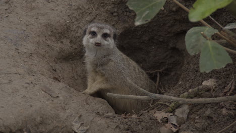 Cute-meerkat-carefully-exiting-burrow-and-looking-at-camera