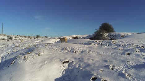 Schafe-Grasen-Und-Hinterlassen-Spuren-In-Der-Verschneiten-Kalten-Britischen-Winterlandschaft-Luft-Nach-Vorne-Folgen