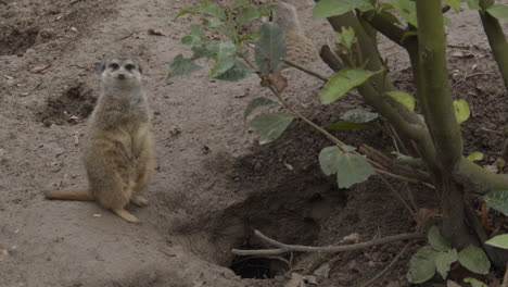Couple-of-meerkats-looking-around-near-burrow