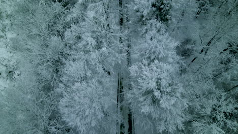 Aerial-top-down-view-over-forest-road-through-snowy-winter-forest-landscape
