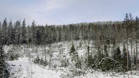 Invierno-En-El-Parque-Nacional-De-Harz