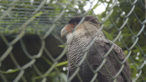 close-Portrait-of-southern-crested-caracara-sitting-behind-a-fence