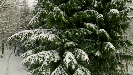 A-fir-tree-covered-in-white-snow,-aerial-close-up-tilt-down-top,-winter-in-Poland