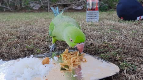 Rose-ringed-parakeets-eat-rice-and-food-in-a-container-in-the-grass-field-in-the-backyard-close-up-clip