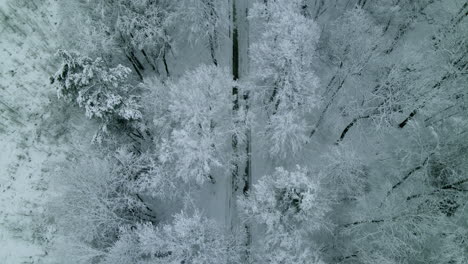 Frosted-flora-of-Pieszkowo-Poland-forest-harsh-winter-aerial