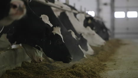 Heads-Of-Dairy-Cows-Feeding-On-Hay-In-Stable-At-A-Dairy-Farm---slow-motion