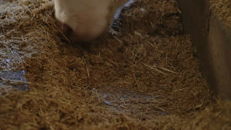Cow-Smells-Dried-Hay-On-The-Floor-In-A-Paddock---Closeup-Shot,-Slow-Motion
