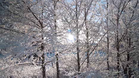 Weißer-Schnee-Bedeckte-Die-Zweige-Eines-Baumes,-Während-Etwas-Schnee-Aufgrund-Der-Sonne-Schmilzt-Und-Auf-Die-Pflanzen-Fällt
