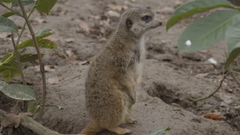 Cute-meerkat-standing-on-hind-legs-and-looking-around