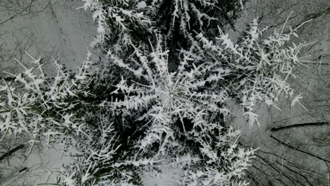 Top-View-Of-Snow-Covered-Conifers-And-Bare-Trees-Of-A-Forest-During-Snowy-Season---aerial-ascend