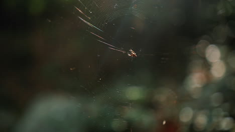 Spider-On-Its-Web-With-Blurry-Forest-At-Background-During-Sunny-Day