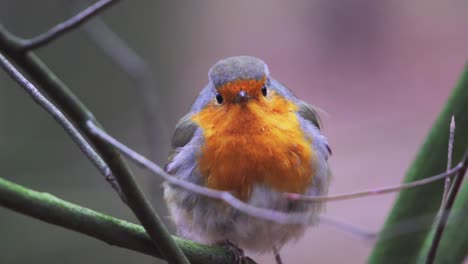 Close-up-of-European-Robin-sitting-on-a-tree-branch-staring-at-camera