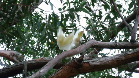 Little-Corella---Short-billed-Corella-Perch-On-Tree-And-Flying-Away-In-Kurnell,-NSW,-Australia
