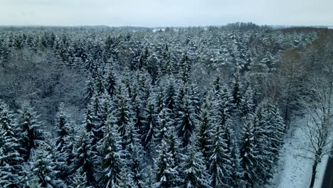 Green-pine-trees-forest-covered-with-white-snow-with-a-black-road-on-the-edge-near-Deby-Poland-on-a-cloudy-day
